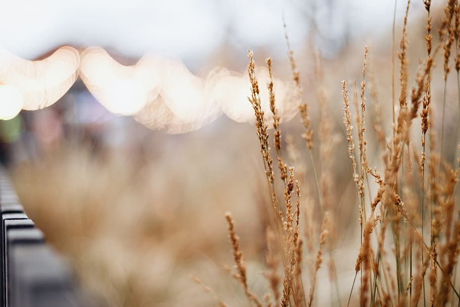 Brown Plant Selective Focus Photography, close-up, grass, growth HD wallpaper
