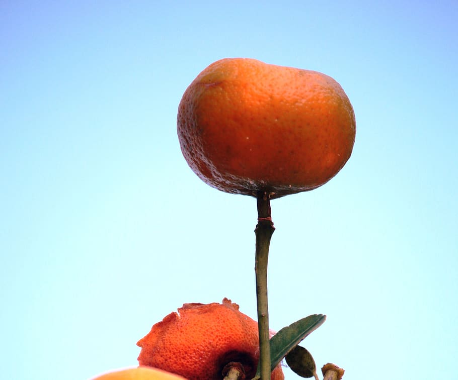 orange, fruit, tropical, food, food and drink, freshness, healthy eating HD wallpaper