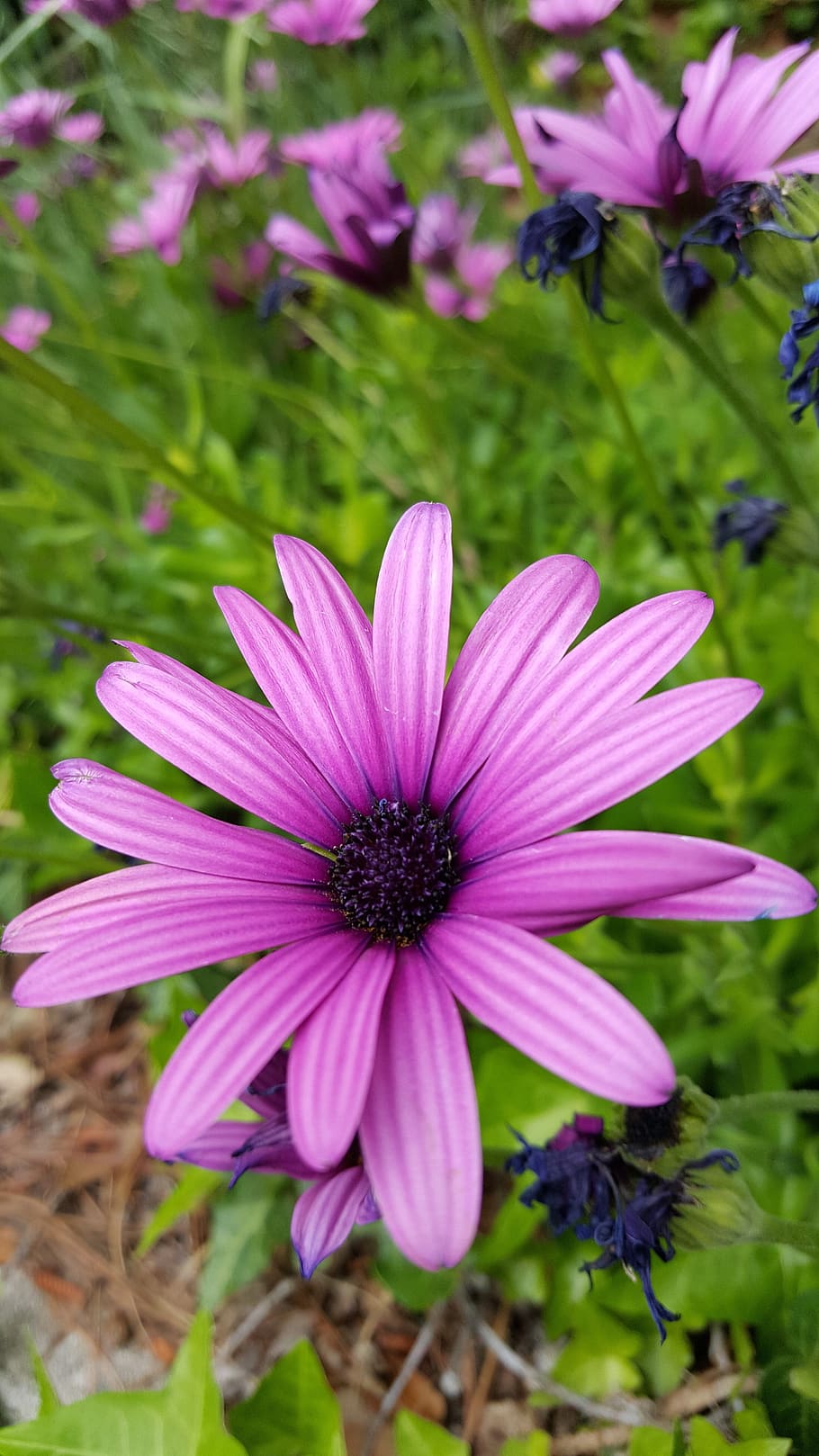 flower, springtime, nature, colorful, pink, purple, petal, grass HD wallpaper