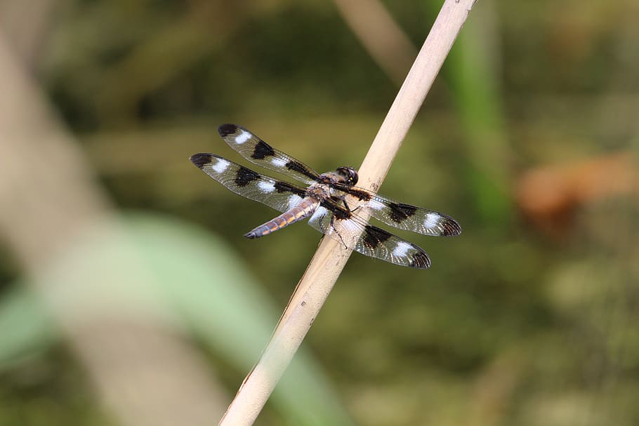 insects, bugs, nature, dragonfly, animal wildlife, close-up HD wallpaper
