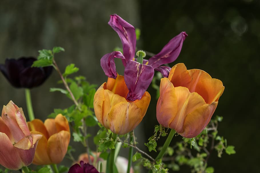 tulip, flower, spring, garden, nature, blossom, bloom, flora HD wallpaper