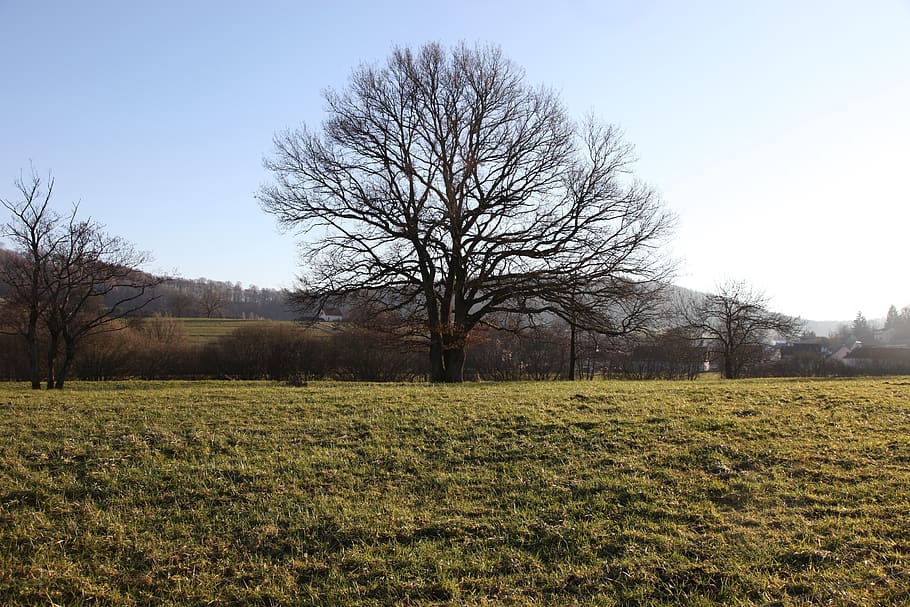 tree, oak, nature, fall, plant, sky, bare tree, landscape, field HD wallpaper