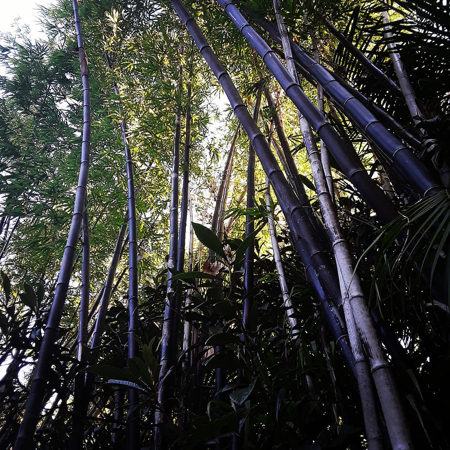 australia, coffs harbour, plant, tree, growth, forest, beauty in nature HD wallpaper