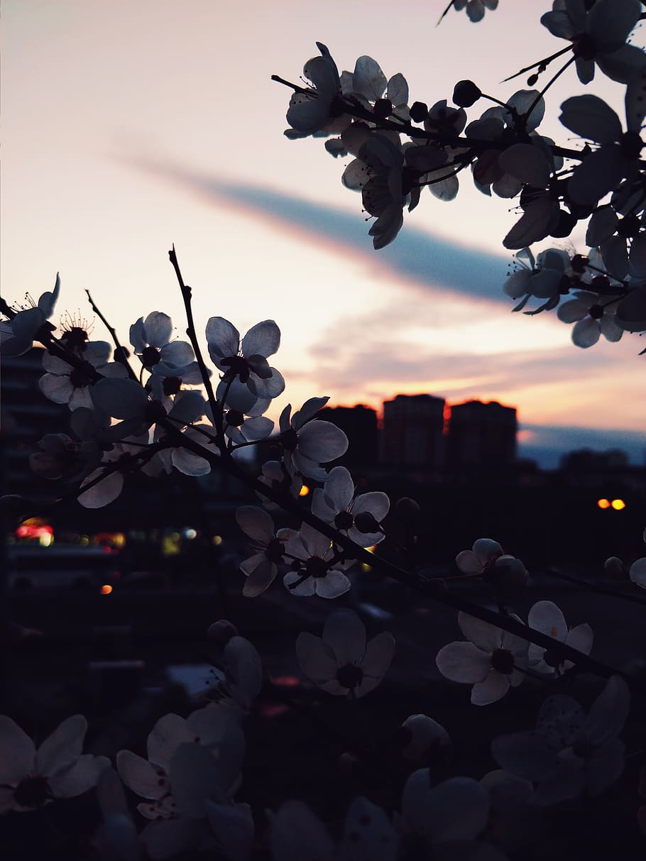 sunset, sky, plant, growth, nature, beauty in nature, no people HD wallpaper