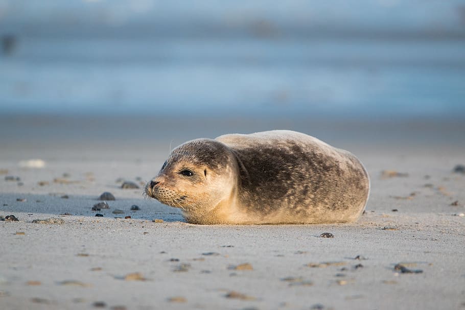 robbe, grey seal, helgoland, dune, sand, beach, nature, animal, HD wallpaper