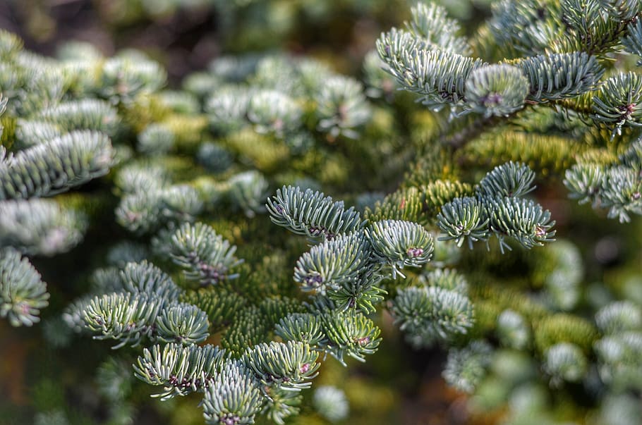 pine, tree, christmas tree, nature, green, hike, mountain, pattern HD wallpaper