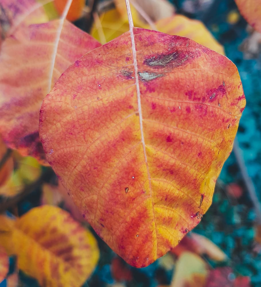 fall, leaf, color, orange, yellow, close-up, plant part, focus on foreground HD wallpaper