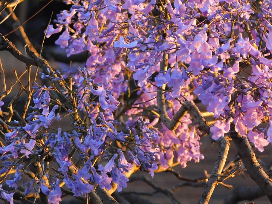 south africa, johannesburg, plant, growth, tree, flowering plant