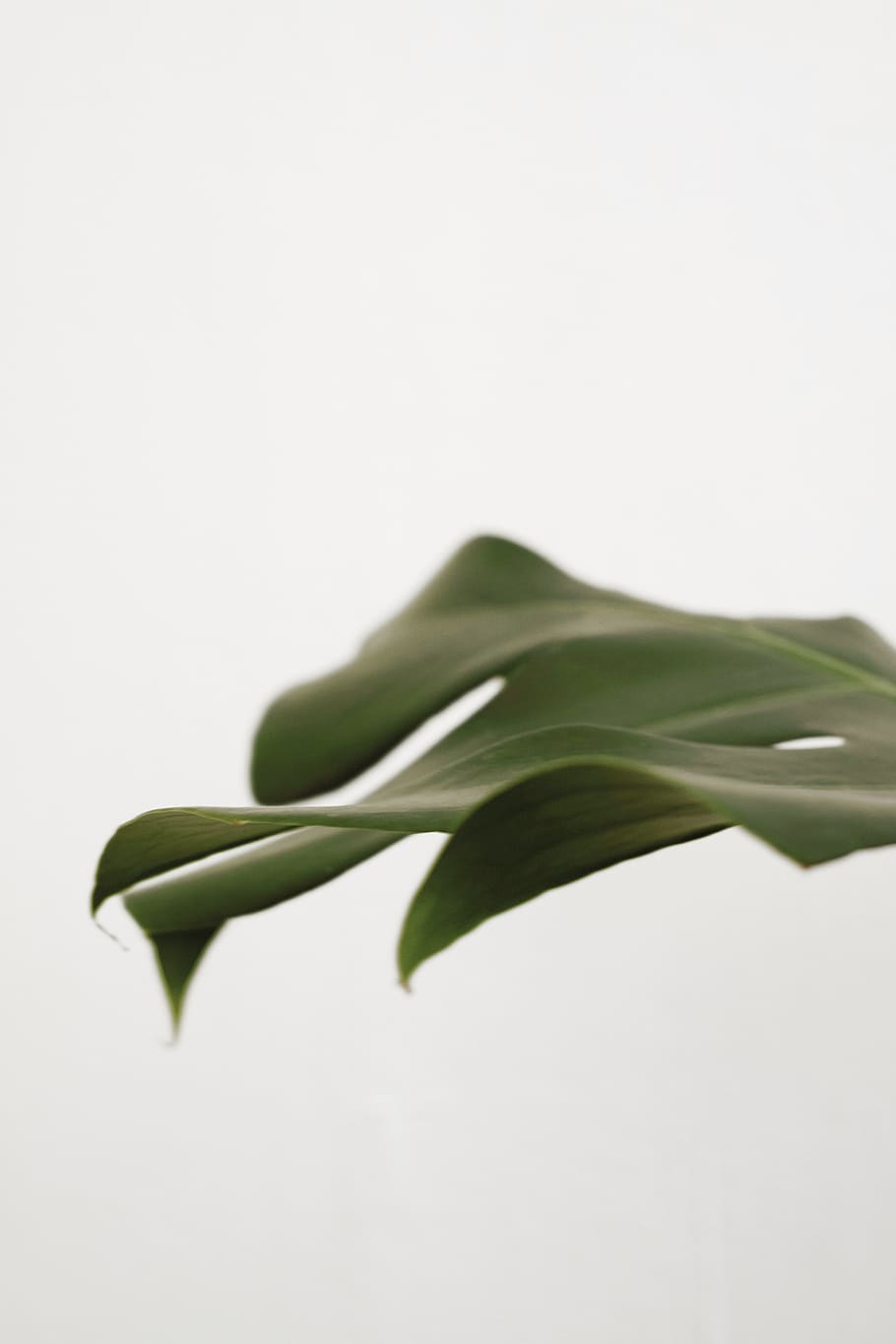 green Swiss Cheese plant leaf, studio shot, green color, plant part, HD wallpaper