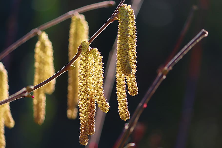 blossom kitten, yellow, hazelnut, common hazelnut, spring, nature HD wallpaper