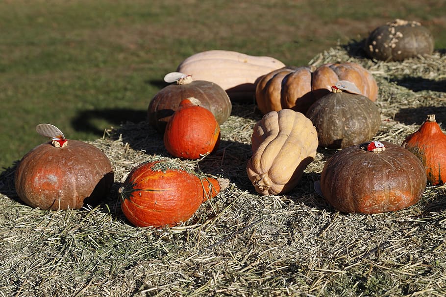 pumpkins, orange, halloween, october, colorful, alimentari HD wallpaper