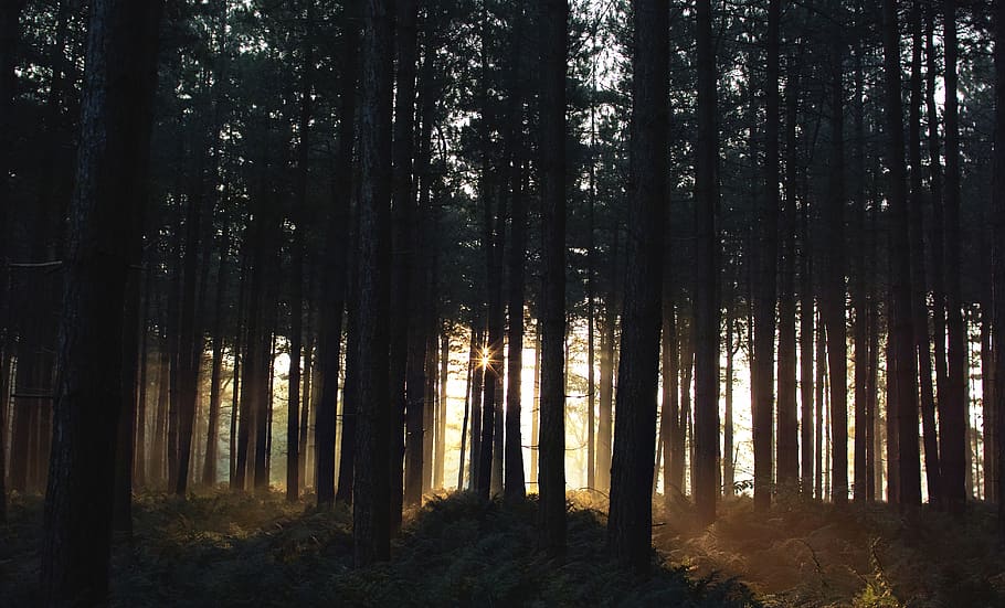 sunrise piercing through trees, forest, land, plant, woodland HD wallpaper