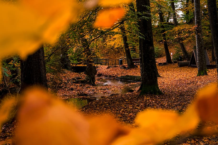Shallow Focus Photo of Brown Dried Leaves, blur, daylight, environment HD wallpaper