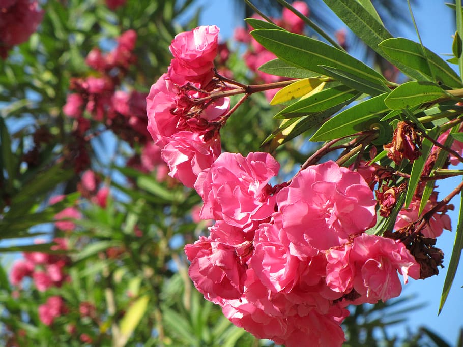 summer, tres, branches, sunny, pink, flowers, flowering plant HD wallpaper