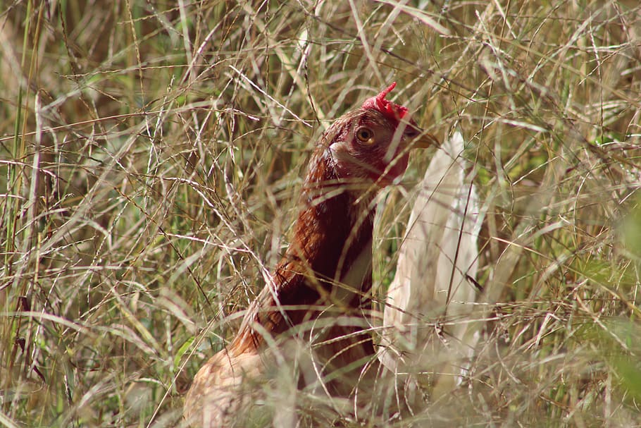 chicken, hen, hiding, grass, peeking, eye, comb, feathers, camouflaged HD wallpaper