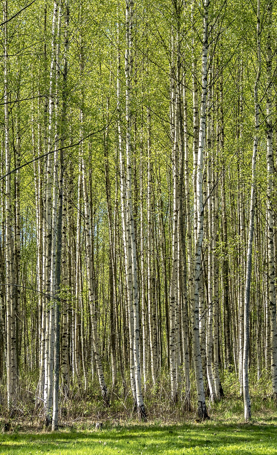 plant, bamboo, tree, birch, nature, outdoors, scenery, vegetable HD wallpaper