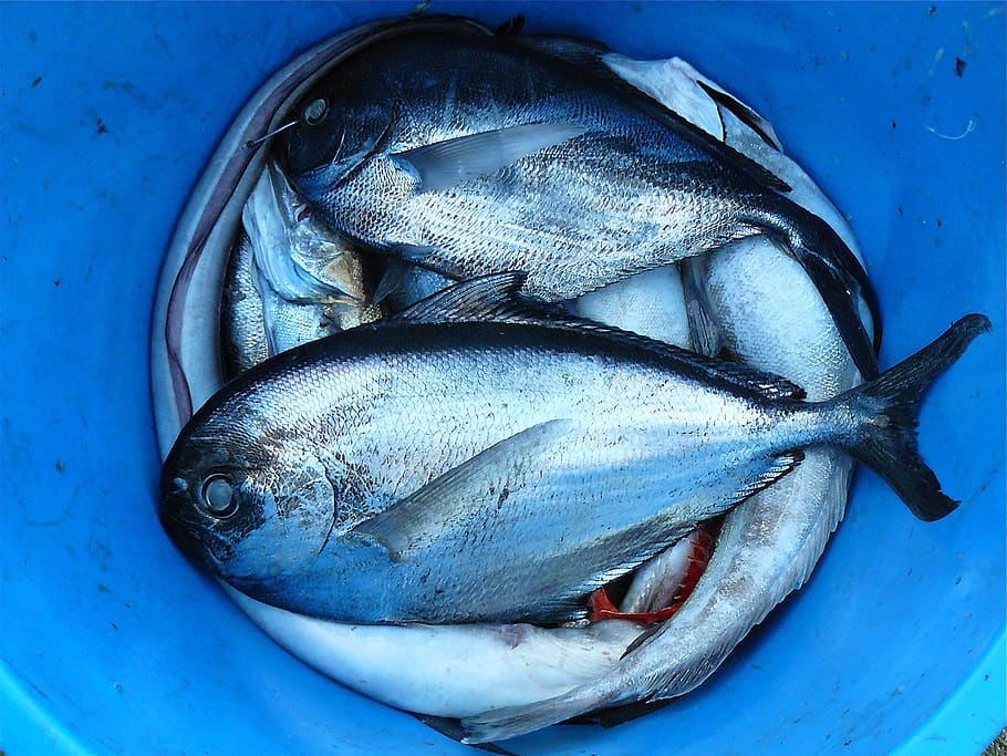 Silver and Black Fishes Inside Blue Plastic Container, bucket HD wallpaper