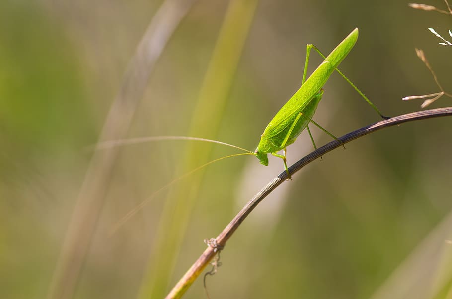 grasshopper, green, bug, summer, nature, blade of grass, one animal HD wallpaper