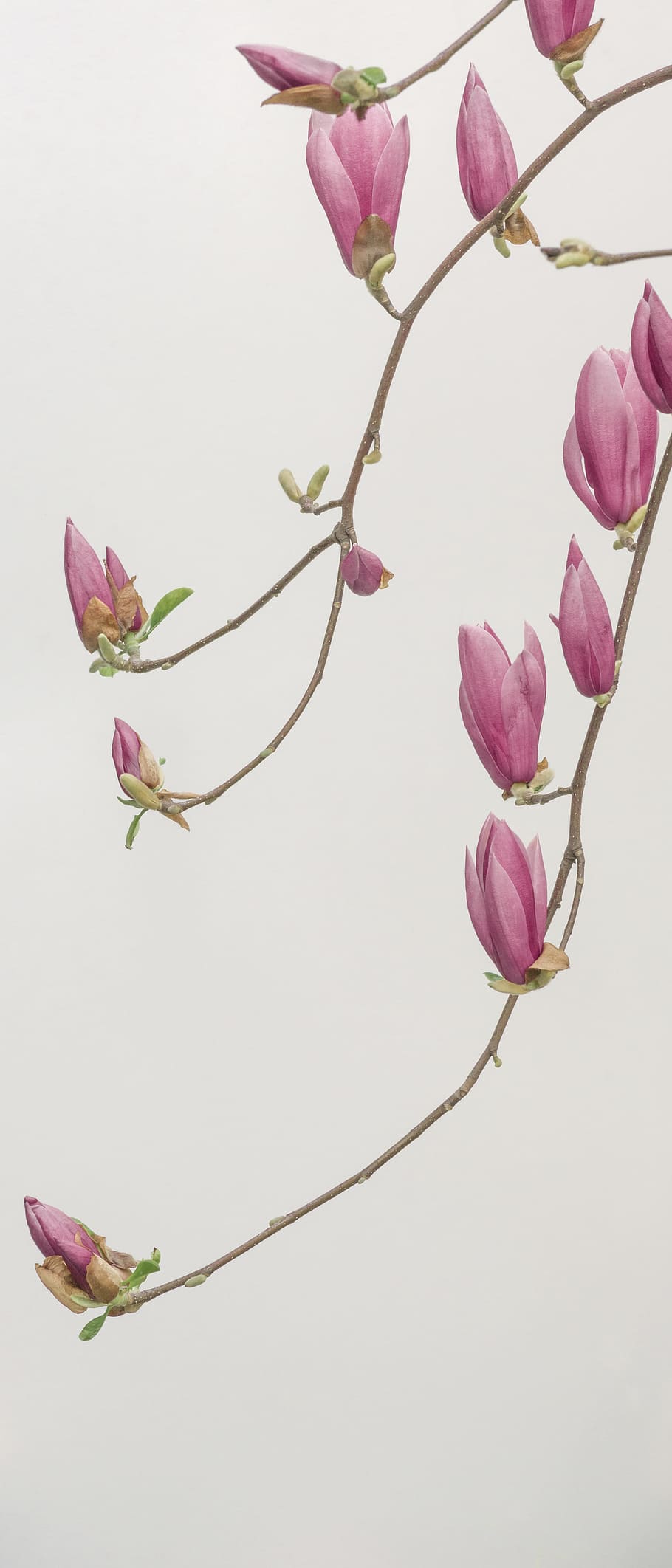 pink petaled flowers wallpaper, tree, branch, outdoors, garden HD wallpaper