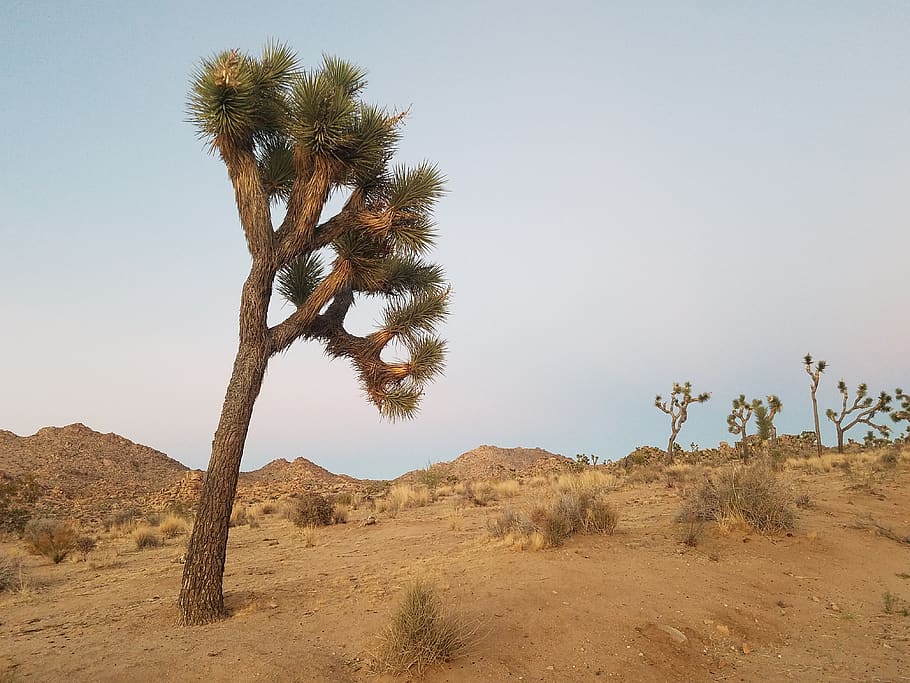 green-leafed tree during daytime, nature, outdoors, desert, plant HD wallpaper