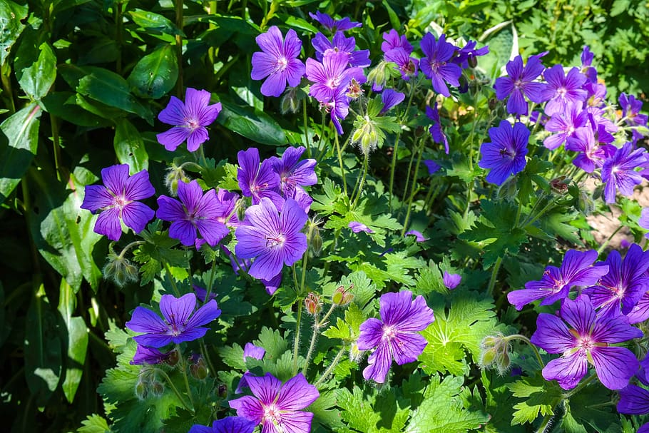 cranesbill, geranium, flower, blossom, bloom, plant, garden HD wallpaper