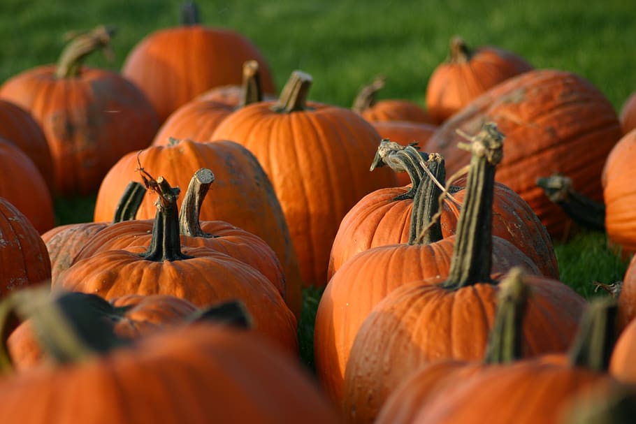 pumpkins, nature, fall, halloween, harvest, autumn, food, food and drink HD wallpaper