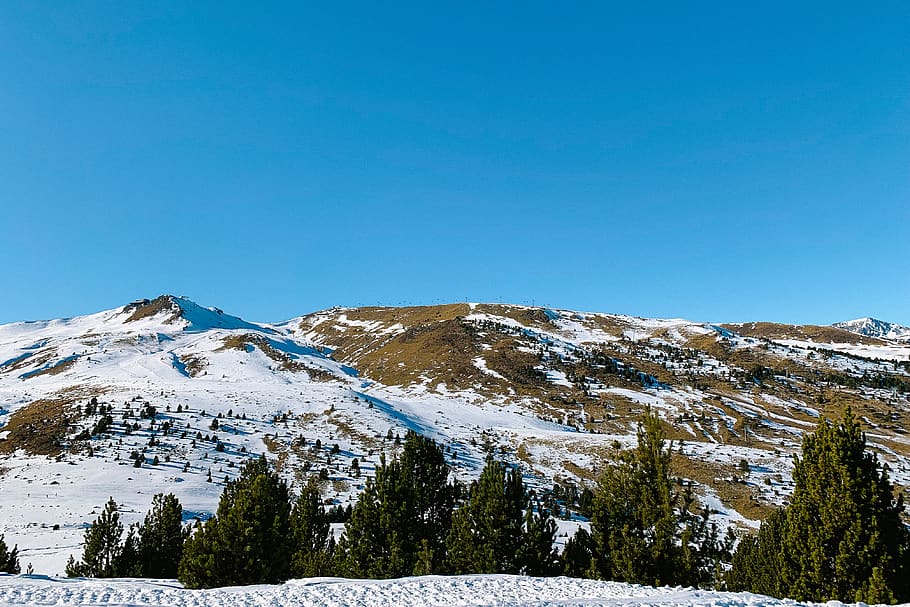 tree, plant, abies, fir, nature, andorra, encamp, outdoors, HD wallpaper