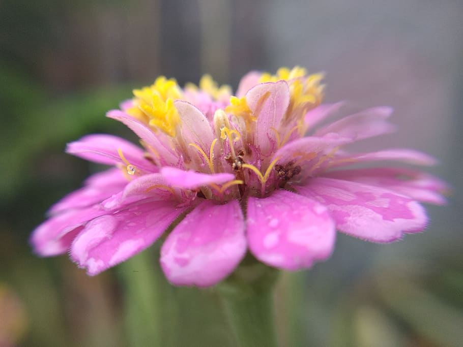 india, muzaffarpur, raja nagar road, closeup, pollen, flower HD wallpaper