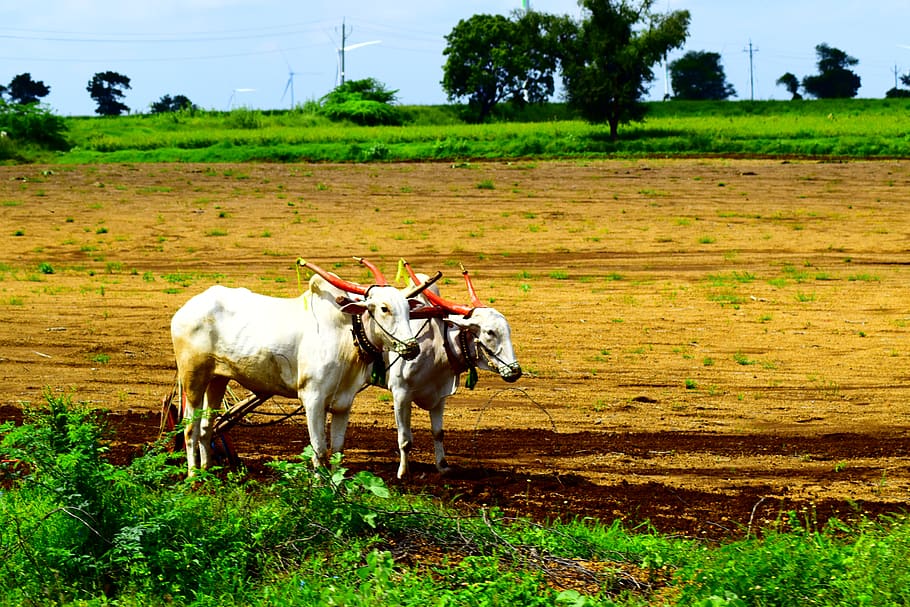 india, goa, mammal, field, animal themes, plant, domestic animals HD wallpaper