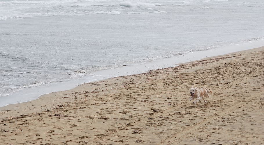 dog running near shoree, sand, beach, outdoors, soil, pet, cyprus, HD wallpaper