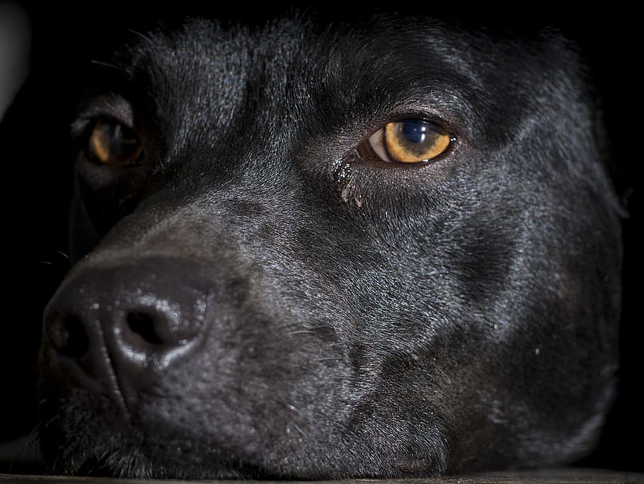 argentina, cabildo, dog, canine, one animal, domestic animals HD wallpaper
