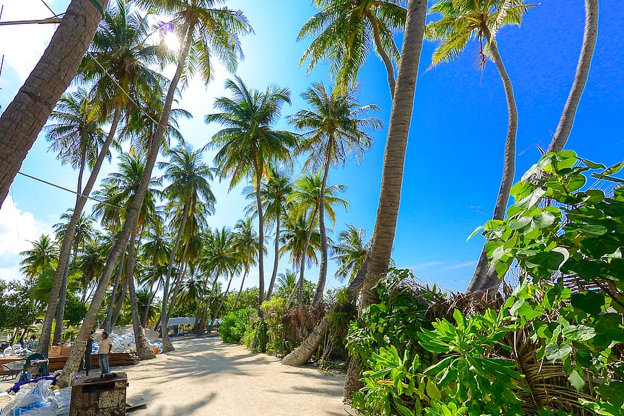 Palm Trees, coconut trees, sand, tropical, plant, tropical climate HD wallpaper