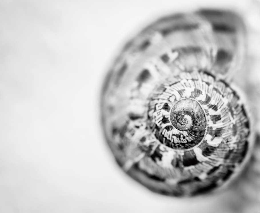 snail, black and white, nature, shell, animal, spiral, form HD wallpaper
