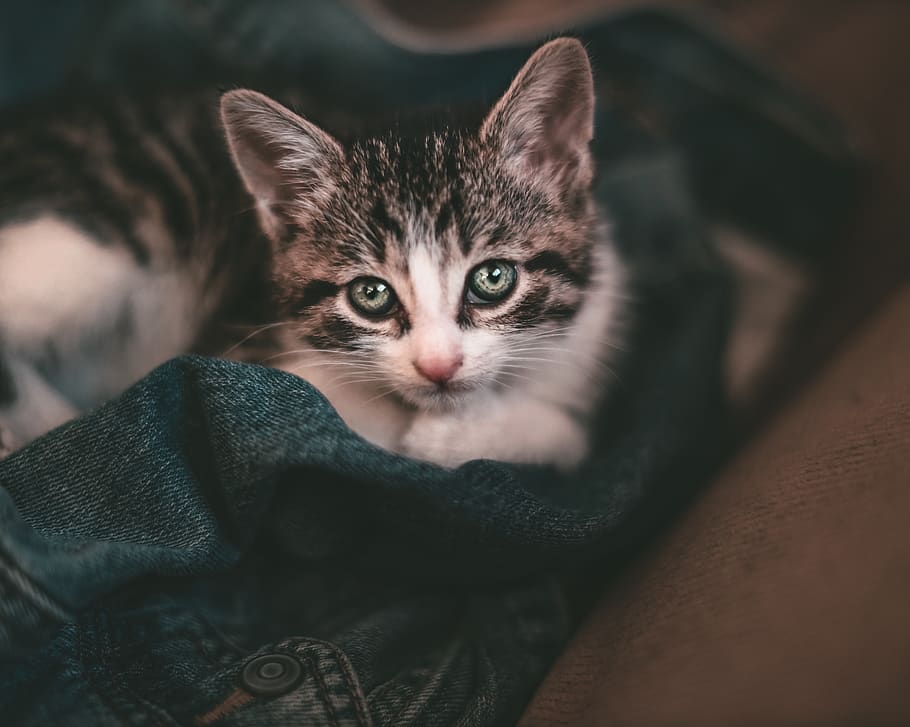 White and Black Bicolor Kitten, adorable, animal, animal photography HD wallpaper