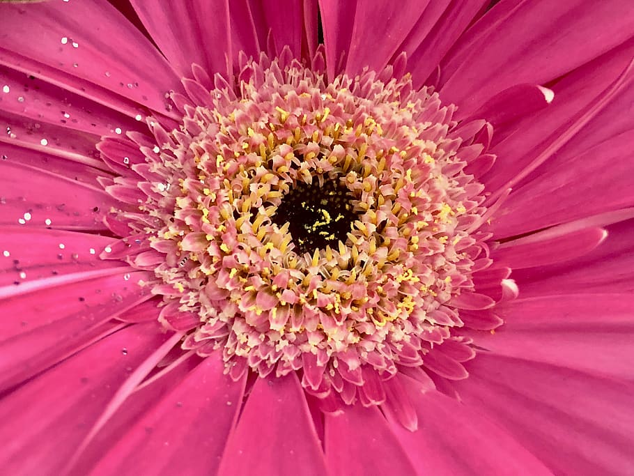 gerbera, flower, bloom, pink, petal, petals, closeup, close up HD wallpaper