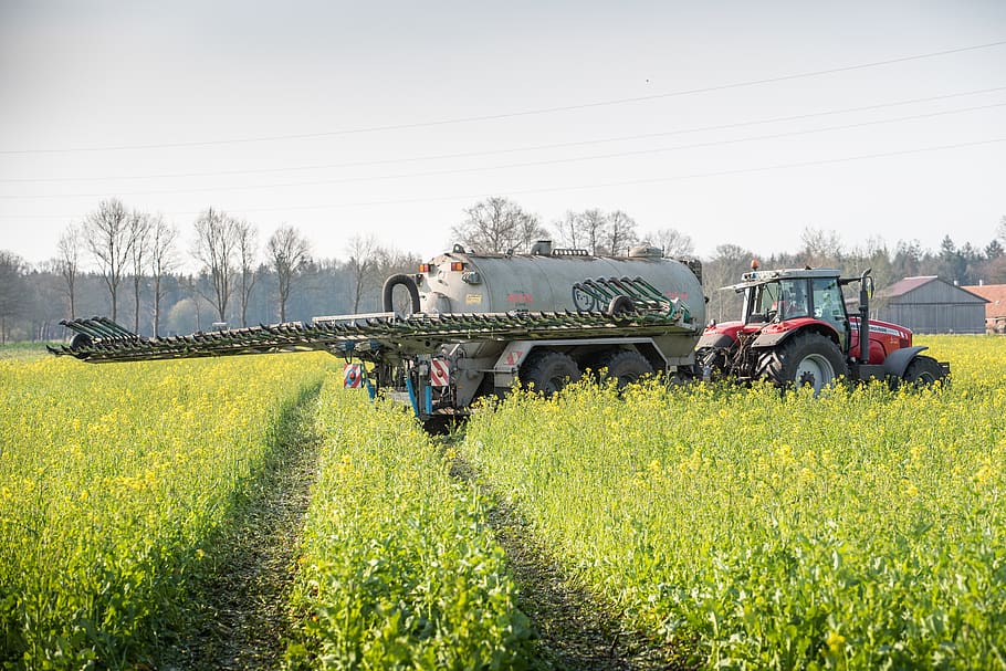 catch crop, oilseed rape, rast, crop rotation, agriculture, HD wallpaper