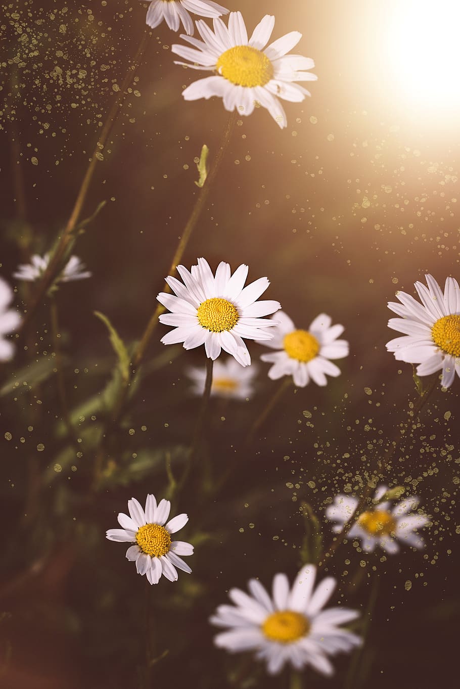 Hình nền HD: hoa cúc, hoa - Thưởng thức những hình nền hoa cúc và hoa tuyệt đẹp trên màn hình của bạn. Hãy xem hình ảnh để tận hưởng sự tươi trẻ và tự do mà những bông hoa cúc và hoa mang lại.