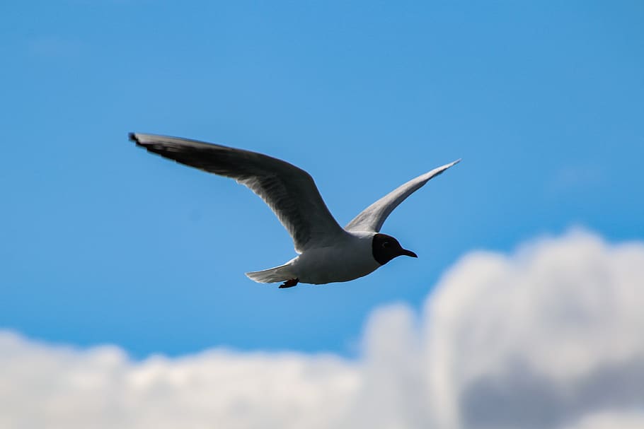 iceland, nature, bird, flying, animal themes, animal wildlife HD wallpaper