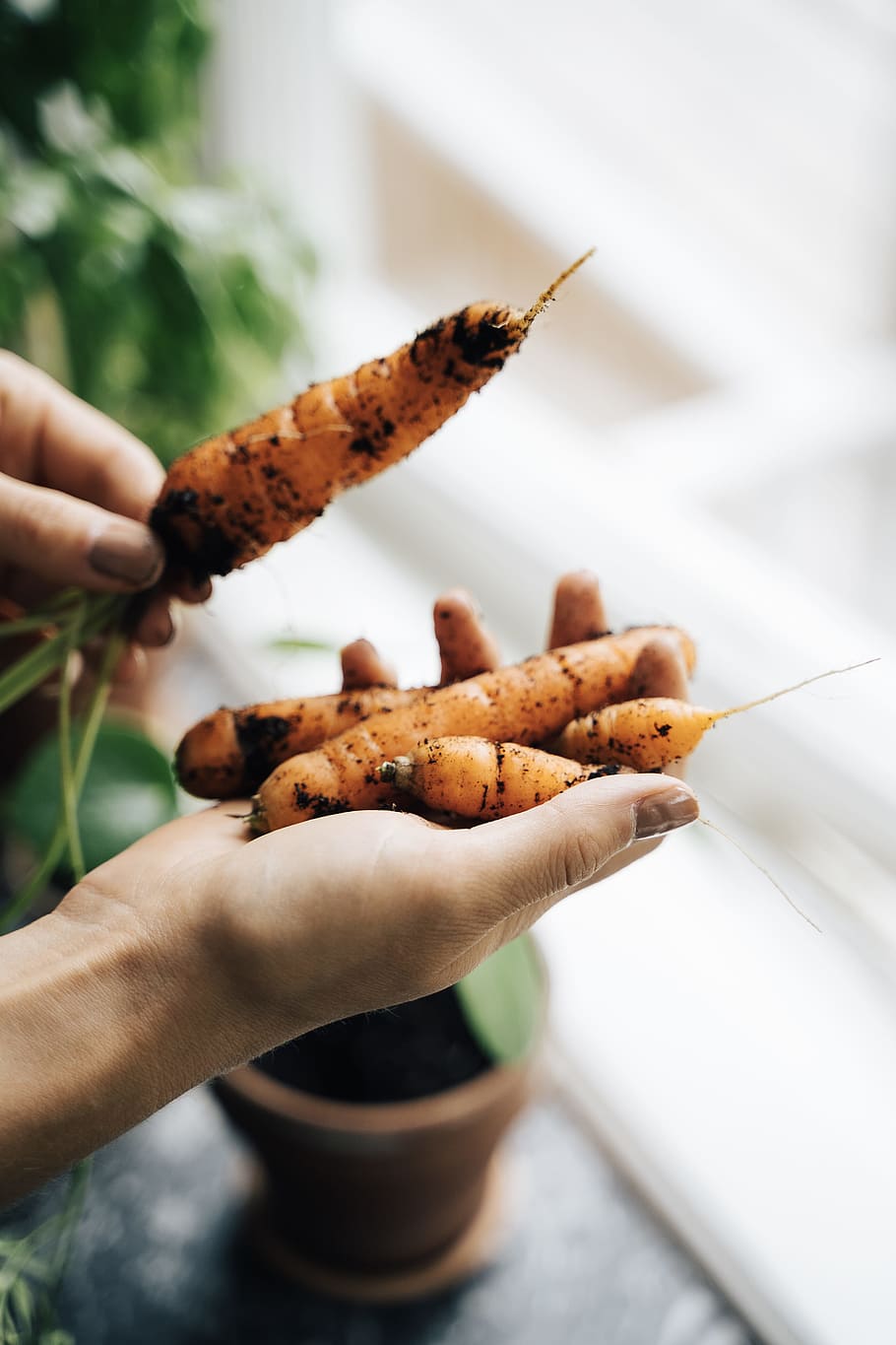 person holding carrots, veggie, farming, vegetable, home, food, HD wallpaper