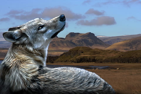 wolf, view, mountains, landscape, predator, nature, image editing HD wallpaper