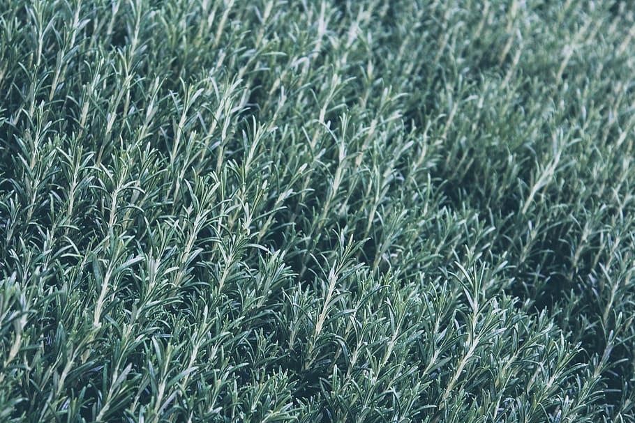 grass, plant, vegetation, bush, outdoors, lawn, field, nature HD wallpaper