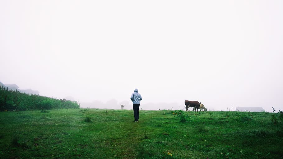 turkey, ayder, man, lonely, fog, cow, wallpaper, green, full length HD wallpaper