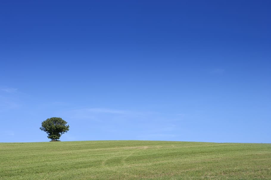 france, tree, sky, landscape, environment, plant, blue, grass HD wallpaper