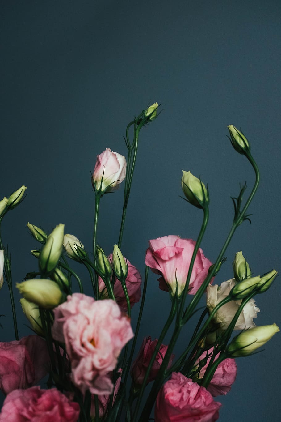 flower, flowering plant, beauty in nature, freshness, fragility HD wallpaper