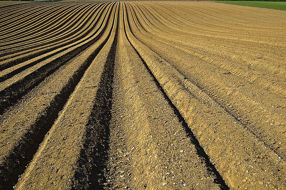 crop, furrows, soil, seeds, preparation, prepared, harvesting HD wallpaper