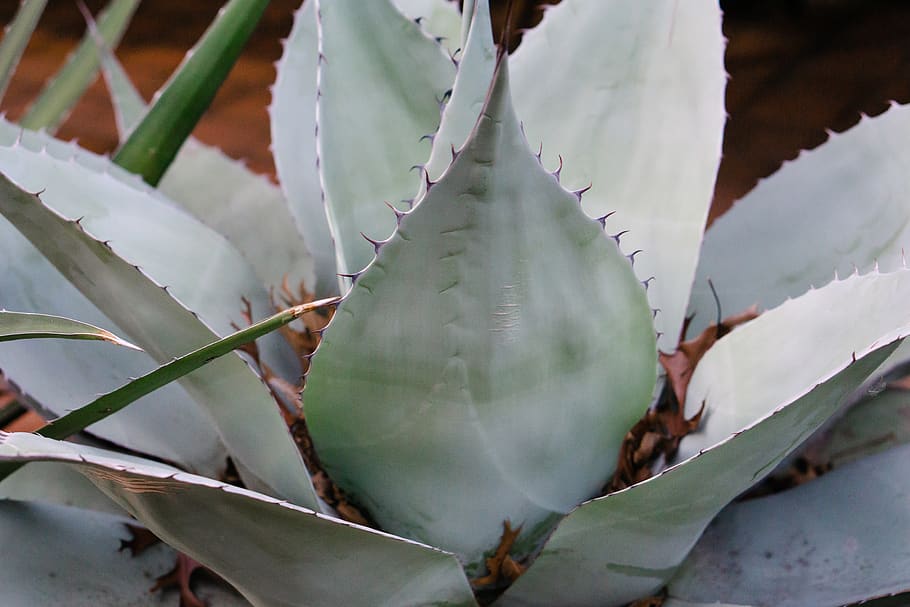 texas, cactus, succulent plant, thorn, beauty in nature, growth HD wallpaper