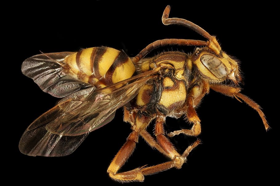close, closeup, bee, insect, animal, wild, nature, fly, animal themes HD wallpaper
