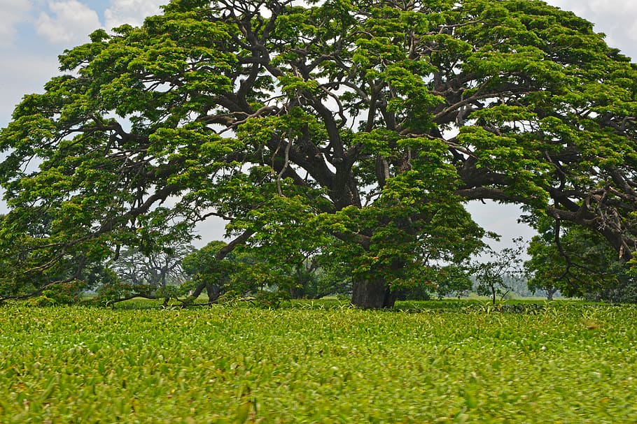 nature, tree, trees, sri lanka, landscape, green, travel, lake HD wallpaper