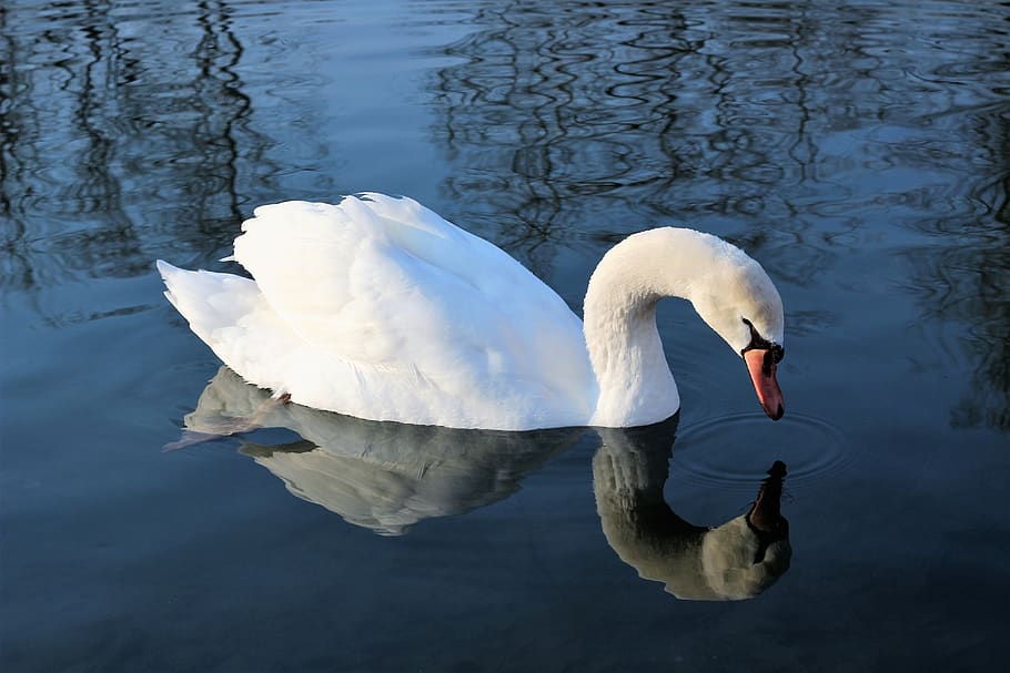 white swan, water, reflection, lake, bird, cute, nature, outdoors HD wallpaper