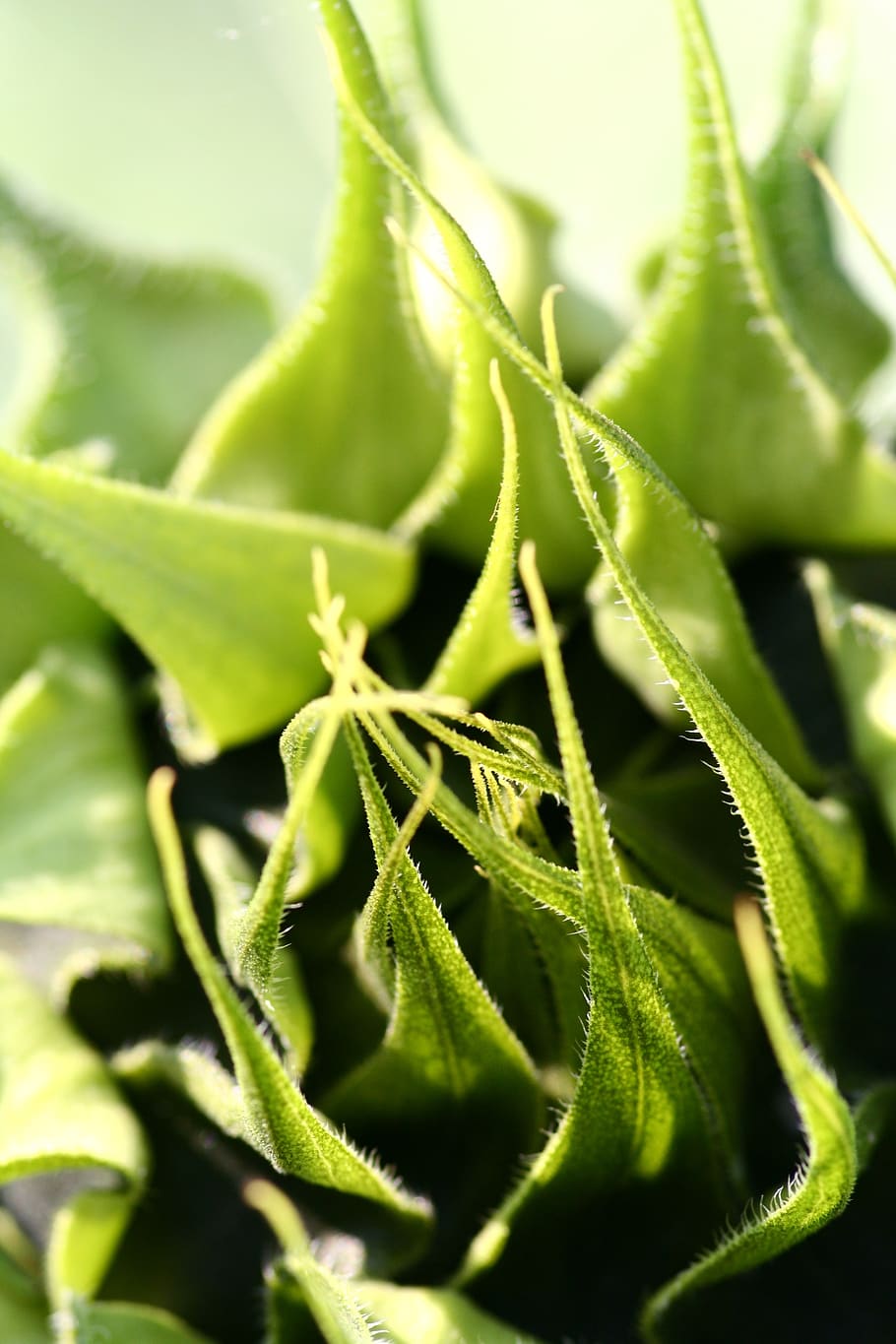 sunflower, leaves, green, background, detail, green color, growth HD wallpaper